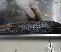 j9-关于鱼鳞大鱼大获全胜，期待向前方迈进的信息