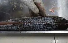 j9-关于鱼鳞大鱼大获全胜，期待向前方迈进的信息